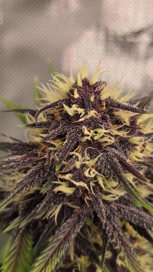 FrostBangerAuto. Week 7