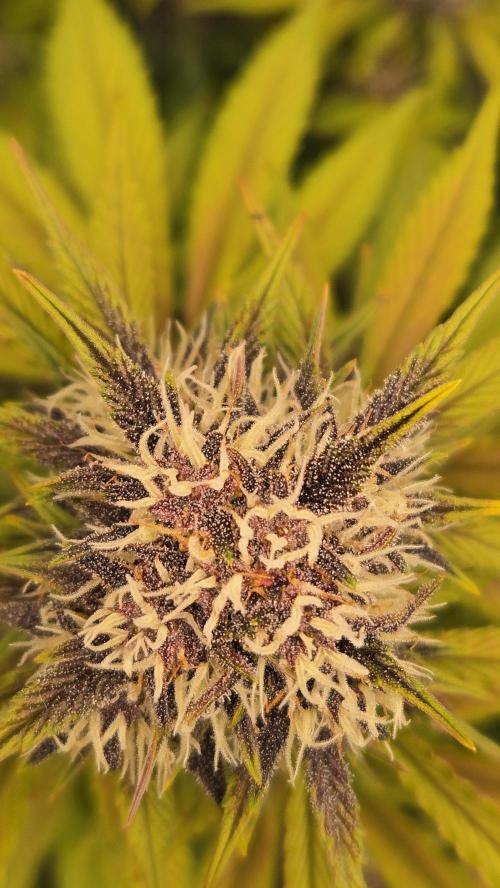 FrostBangerAuto. Week 7
