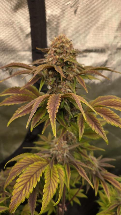 FrostBangerAuto. Week 7