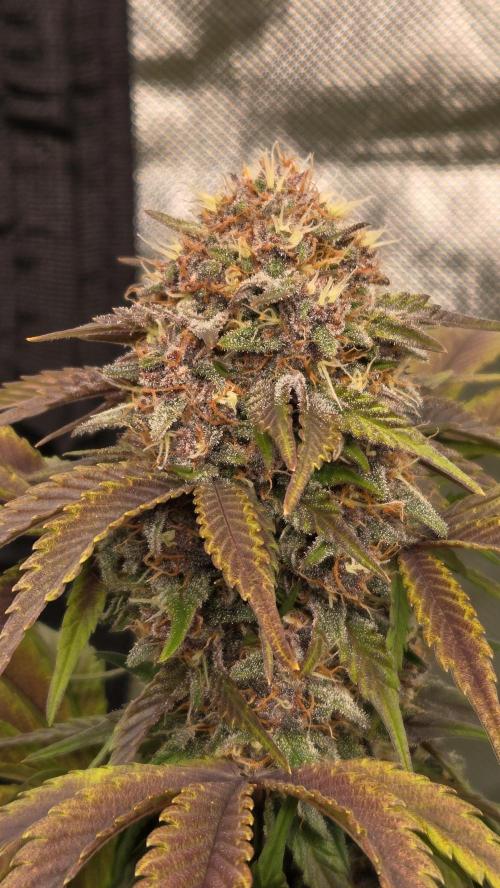 FrostBangerAuto. Week 7
