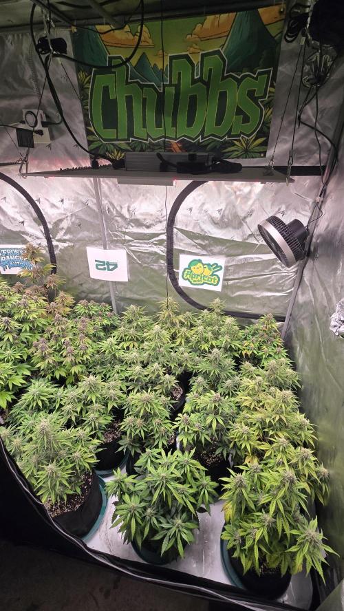 ApricotAuto. Week 7