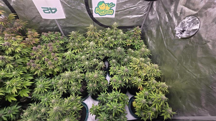 ApricotAuto. Week 7