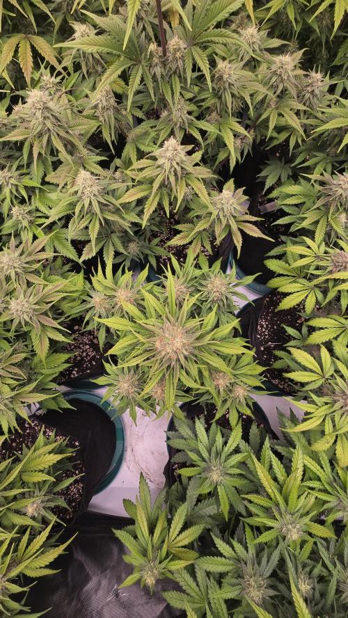 ApricotAuto. Week 7