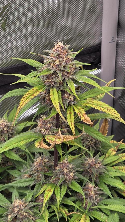 ApricotAuto. Week 7