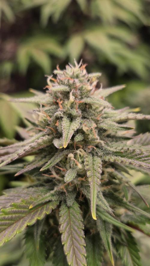 ApricotAuto. Week 7
