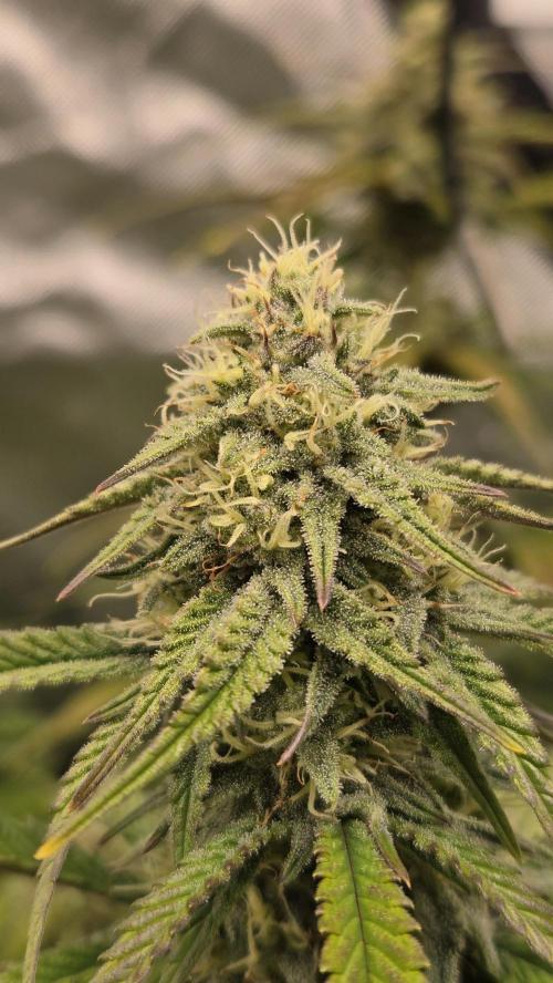 ApricotAuto. Week 7