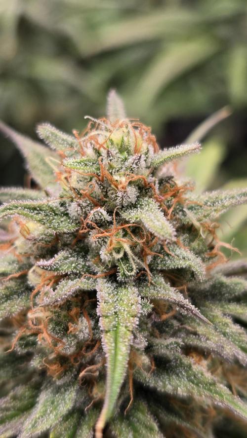 ApricotAuto. Week 7