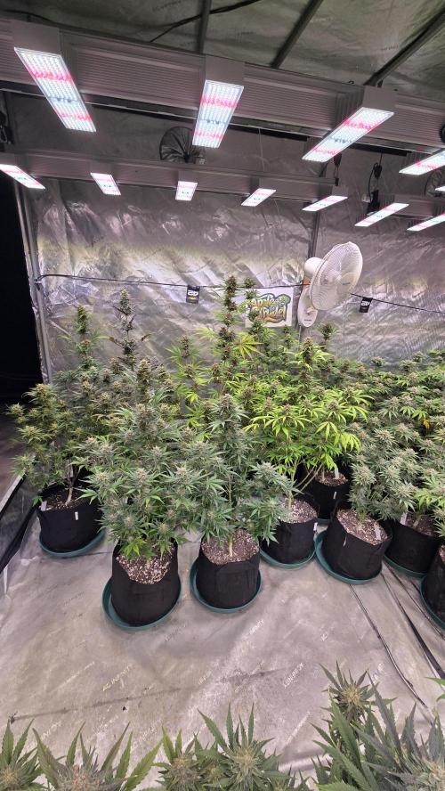 AppleStrudelAuto. Week 9