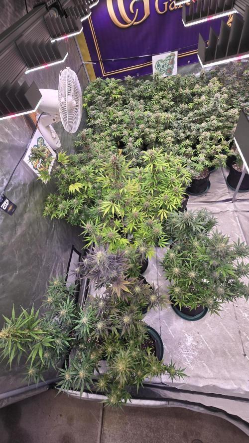 AppleStrudelAuto. Week 9