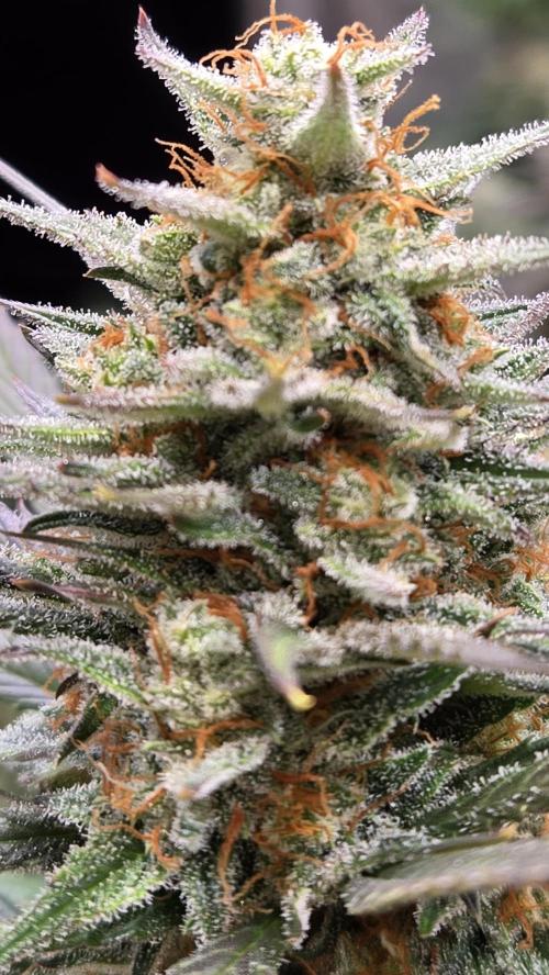 AppleStrudelAuto. Week 9