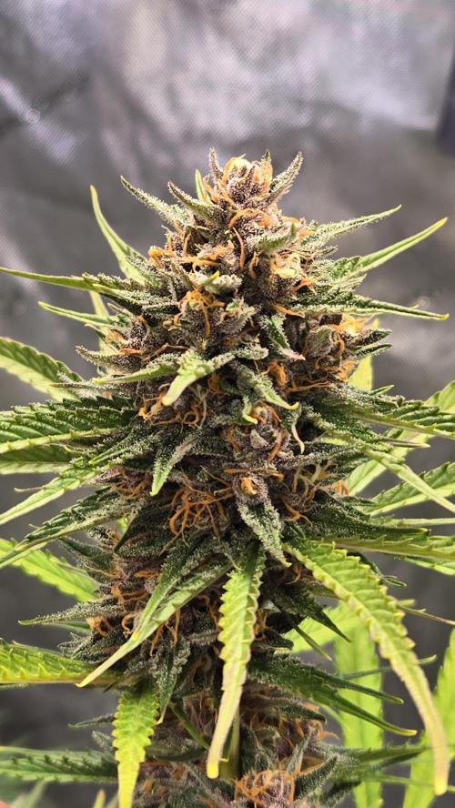 AppleStrudelAuto. Week 9