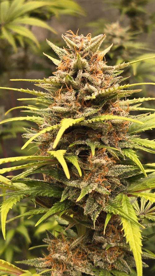 AppleStrudelAuto. Week 9