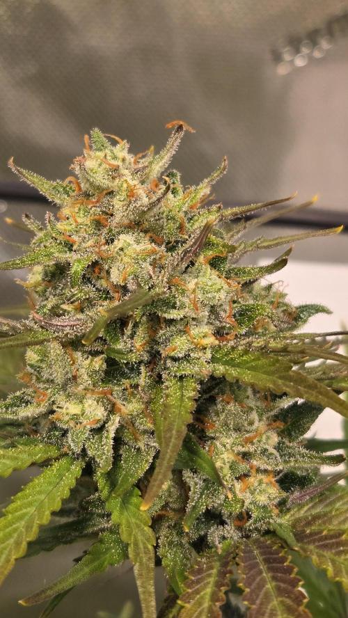 AppleStrudelAuto. Week 9