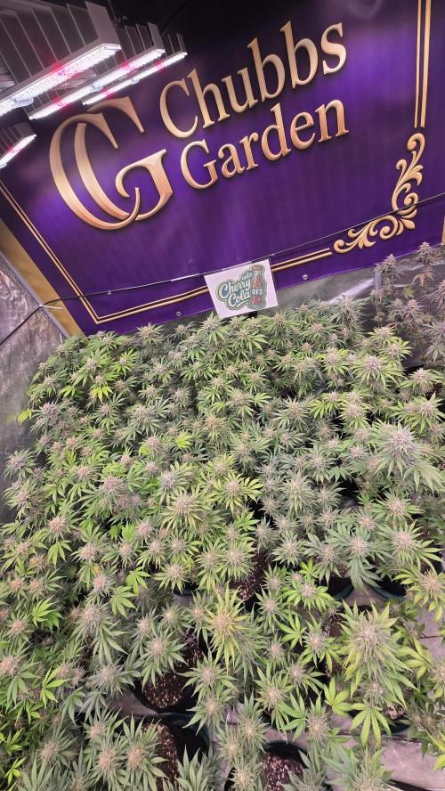 CherryColaAuto (RF3). Week 9
