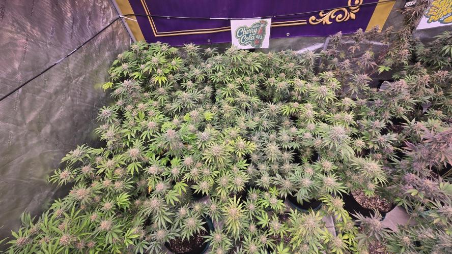 CherryColaAuto (RF3). Week 9