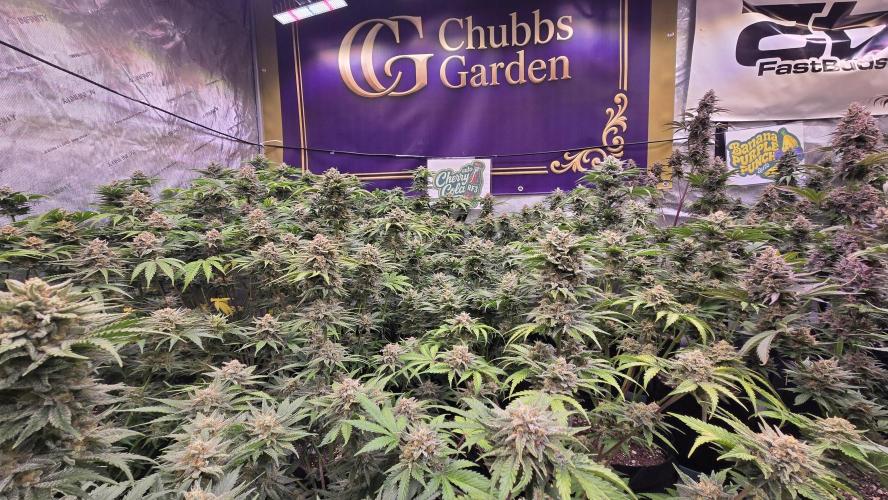 CherryColaAuto (RF3). Week 9
