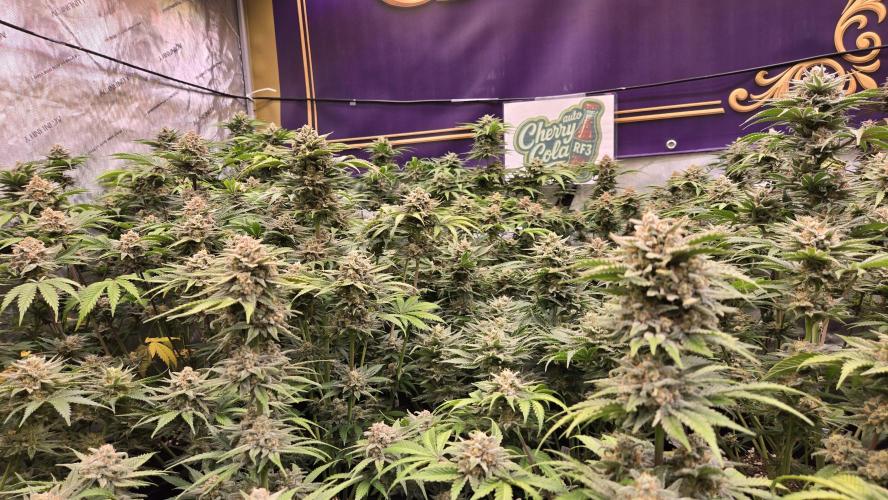 CherryColaAuto (RF3). Week 9
