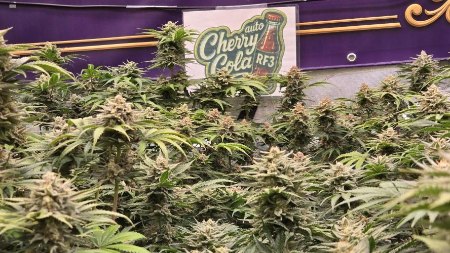 CherryColaAuto (RF3). Week 9