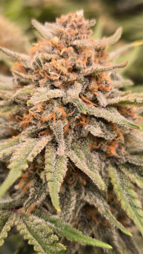 CherryColaAuto (RF3). Week 9