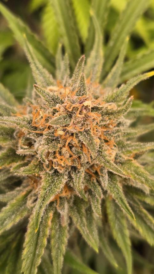 CherryColaAuto (RF3). Week 9