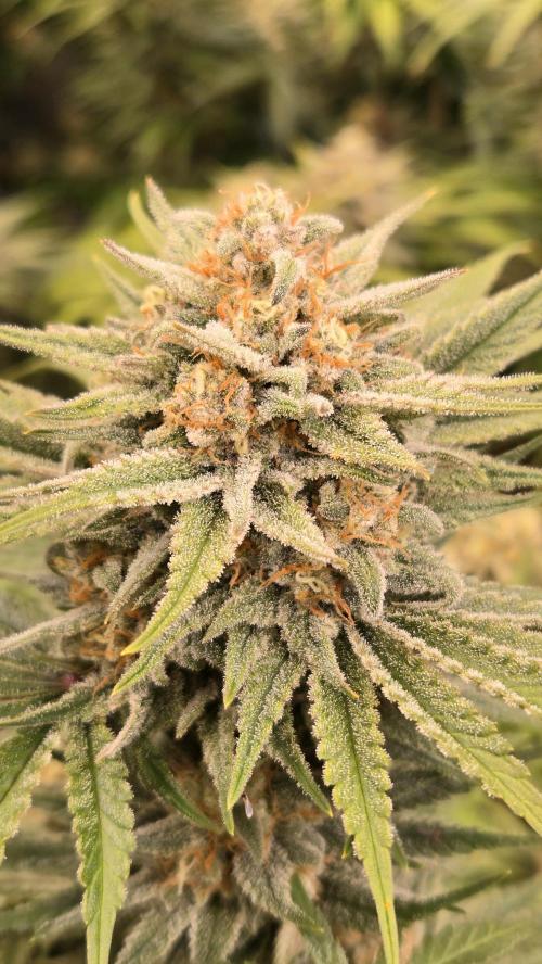 CherryColaAuto (RF3). Week 9