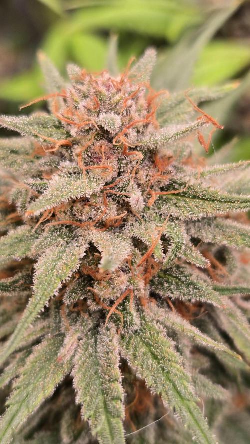 CherryColaAuto (RF3). Week 9