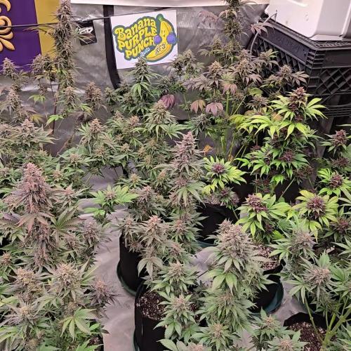 BananaPurplePunchAuto(RF3)