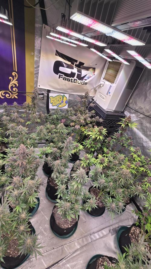 BananaPurplePunchAuto(RF3). Week 9
