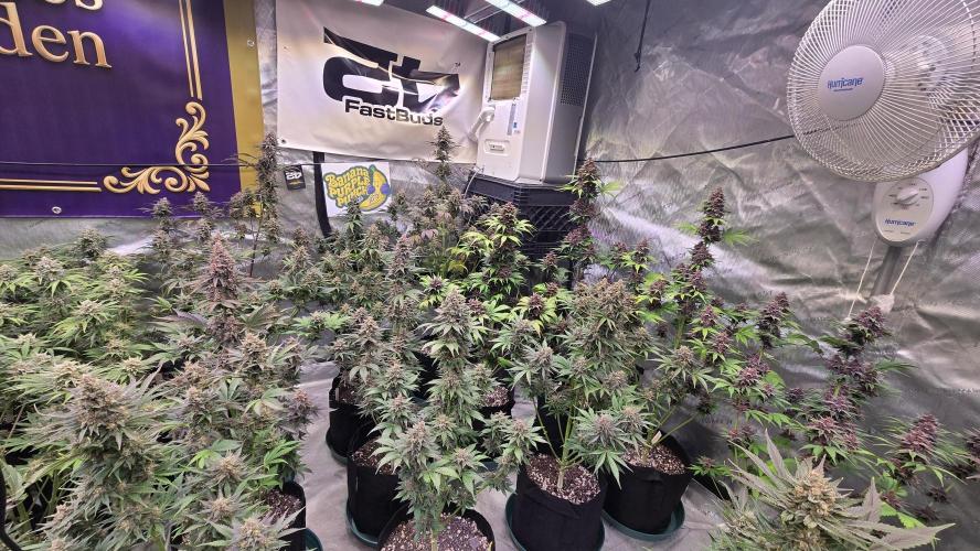 BananaPurplePunchAuto(RF3). Week 9