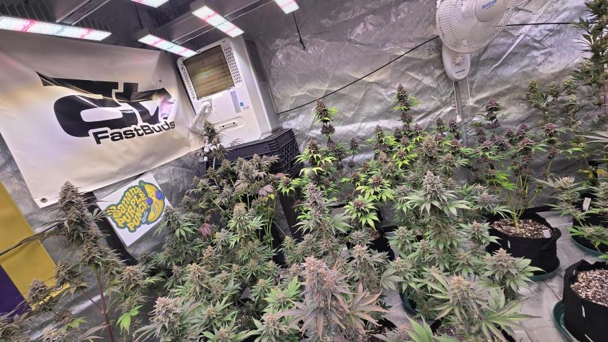 BananaPurplePunchAuto(RF3). Week 9