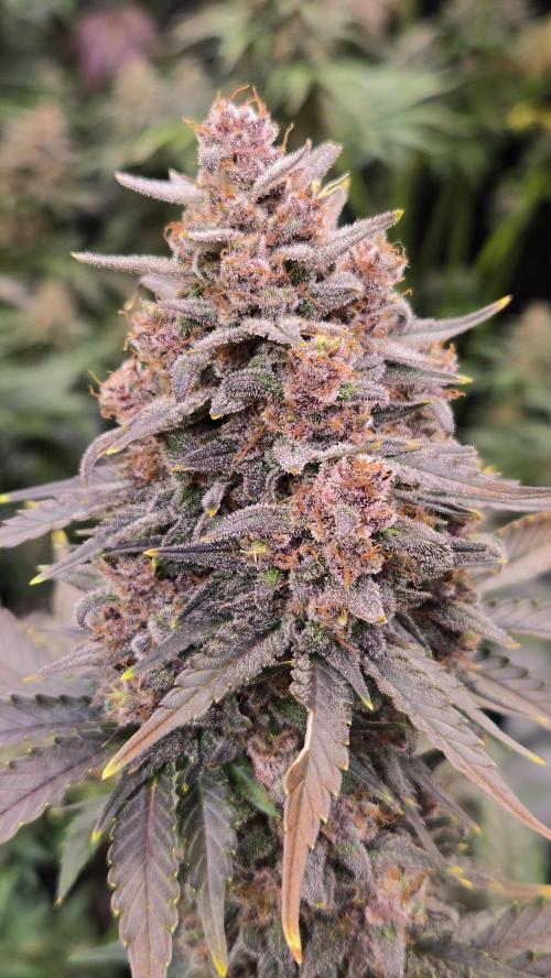 BananaPurplePunchAuto(RF3). Week 9