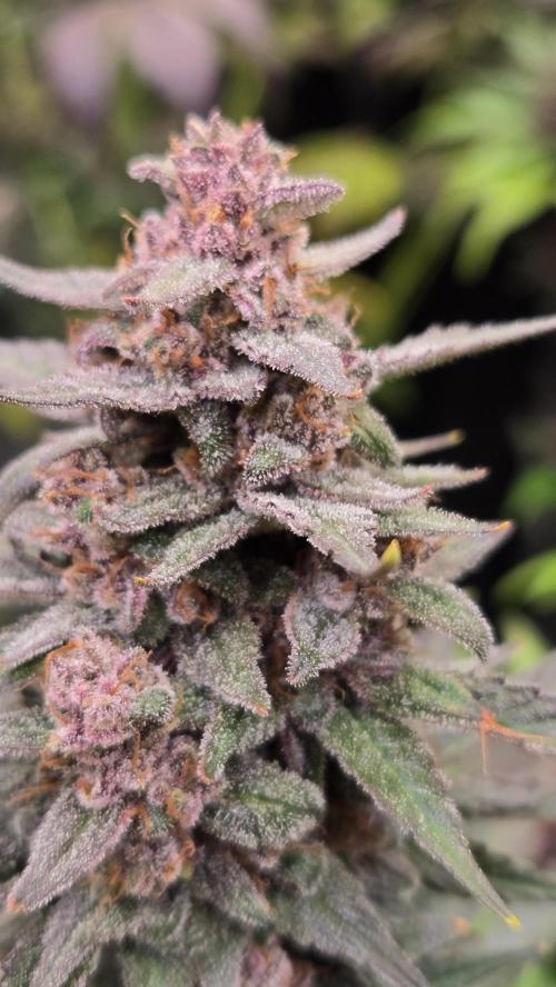 BananaPurplePunchAuto(RF3). Week 9