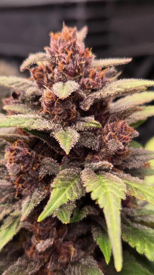 BananaPurplePunchAuto(RF3). Week 9