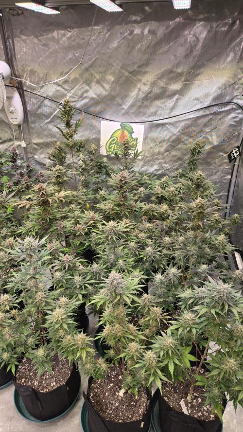 GuavaAuto(RF3). Week 9