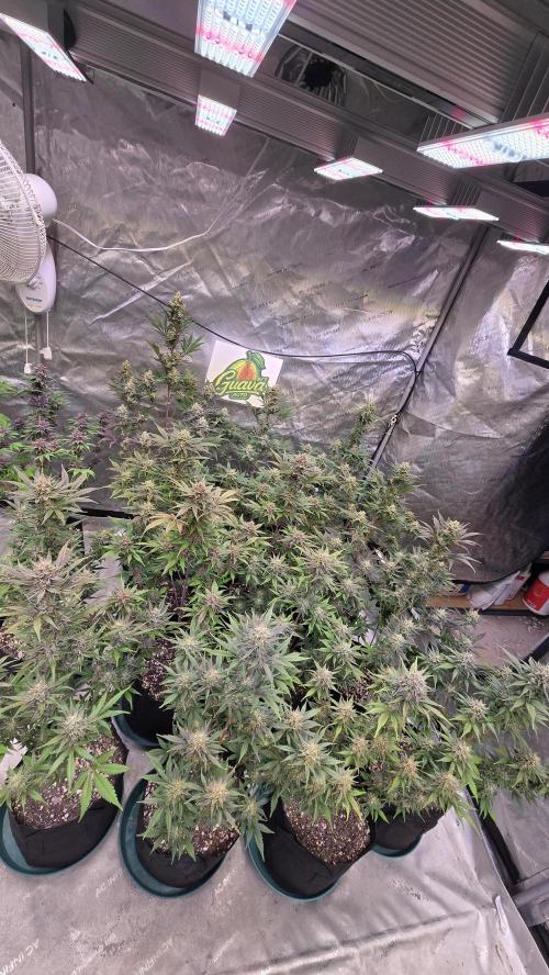 GuavaAuto(RF3). Week 9