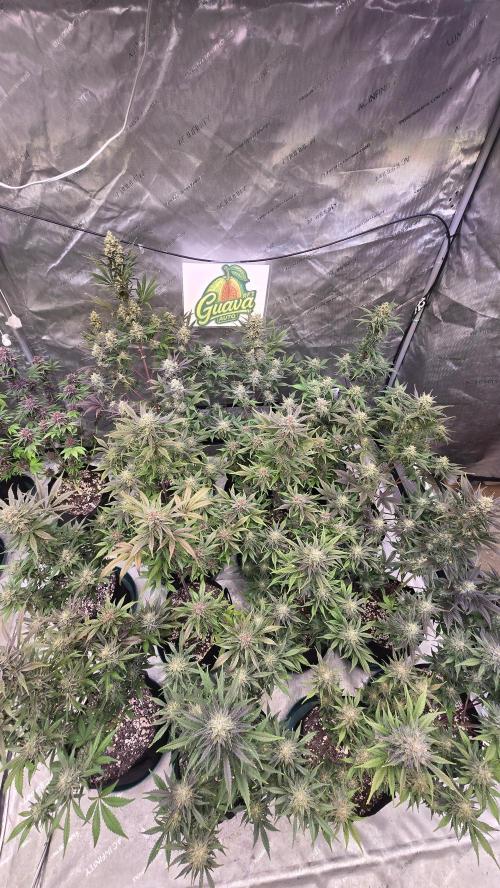 GuavaAuto(RF3). Week 9