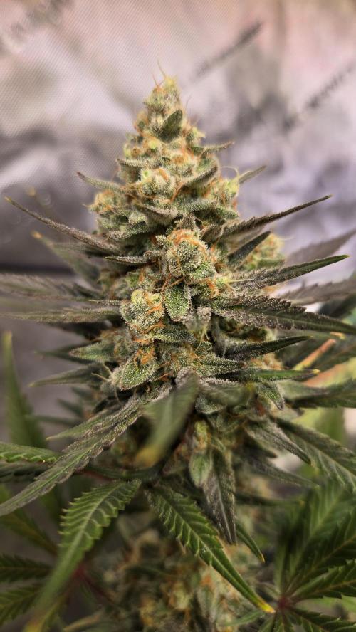 GuavaAuto(RF3). Week 9