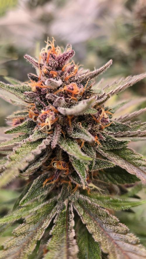 GuavaAuto(RF3). Week 9
