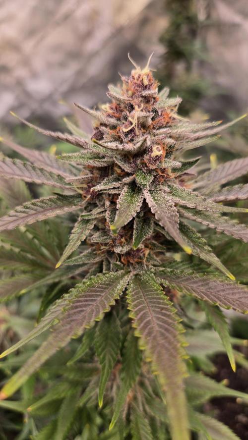 GuavaAuto(RF3). Week 9