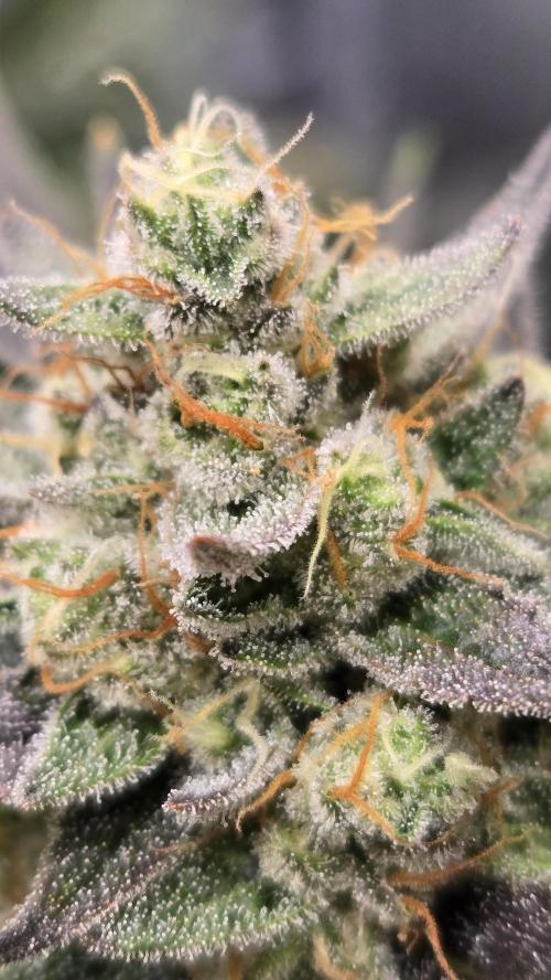 GuavaAuto(RF3). Week 9