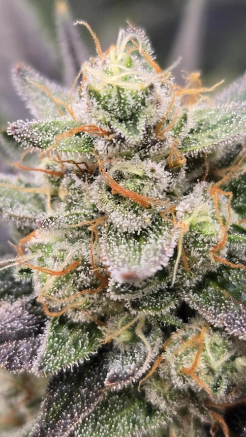 GuavaAuto(RF3). Week 9