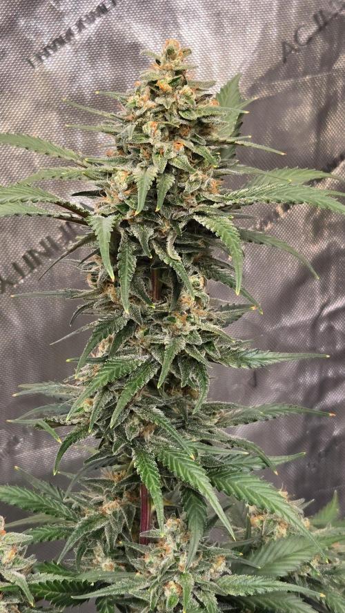 GuavaAuto(RF3). Week 9