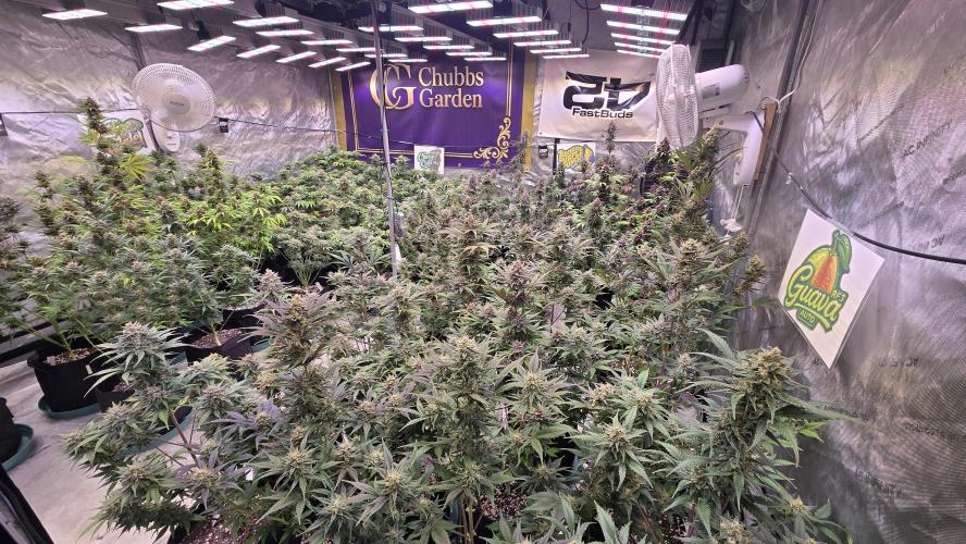 GuavaAuto(RF3). Week 9