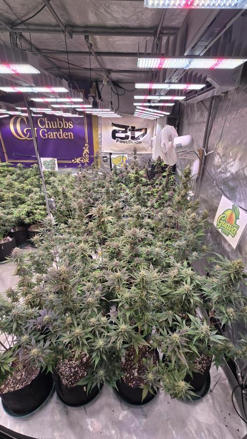 GuavaAuto(RF3). Week 9