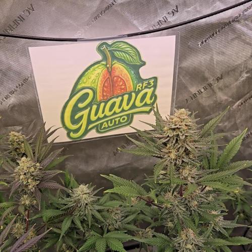 GuavaAuto(RF3)