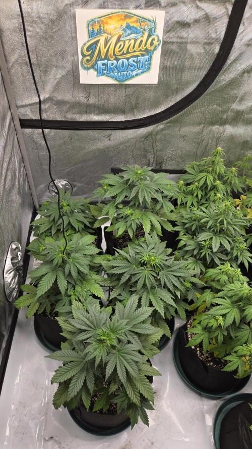 Mendo Frost Auto. Week 3