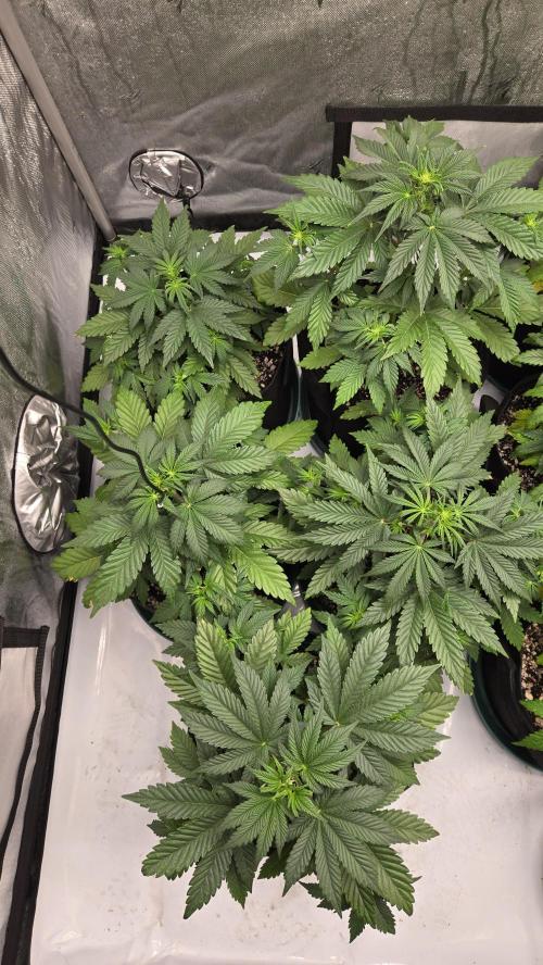 Mendo Frost Auto. Week 3