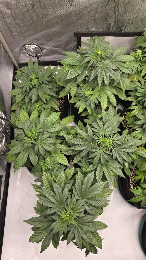 Mendo Frost Auto. Week 3