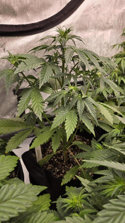 Mendo Frost Auto. Week 3