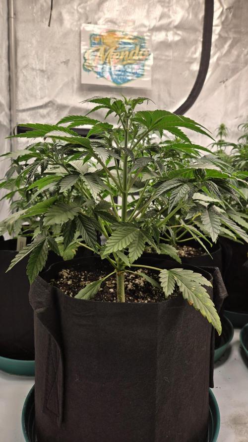 Mendo Frost Auto. Week 3